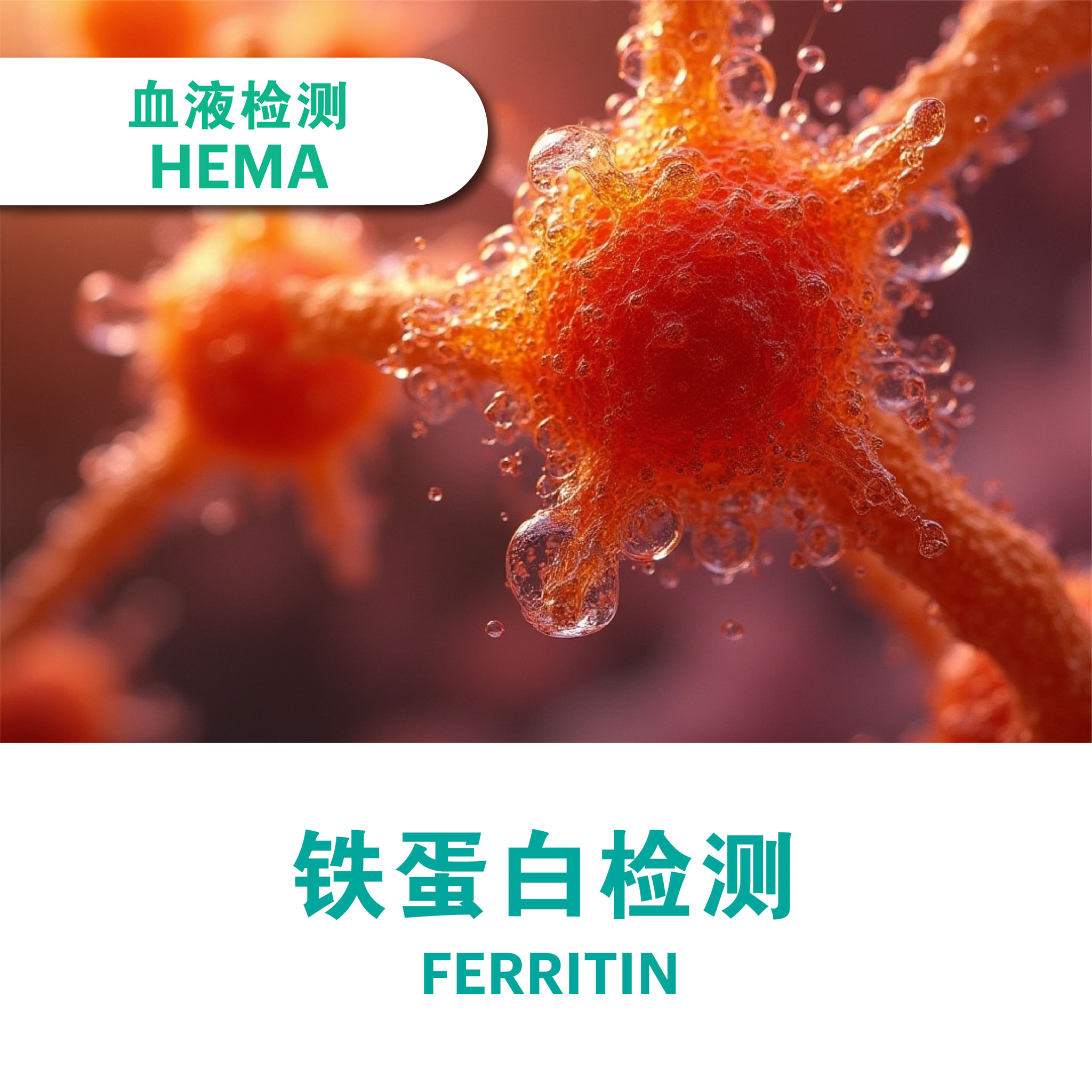 Ferritin Test | Iron Storage and Anemia Evaluation - Prinz Healthcare